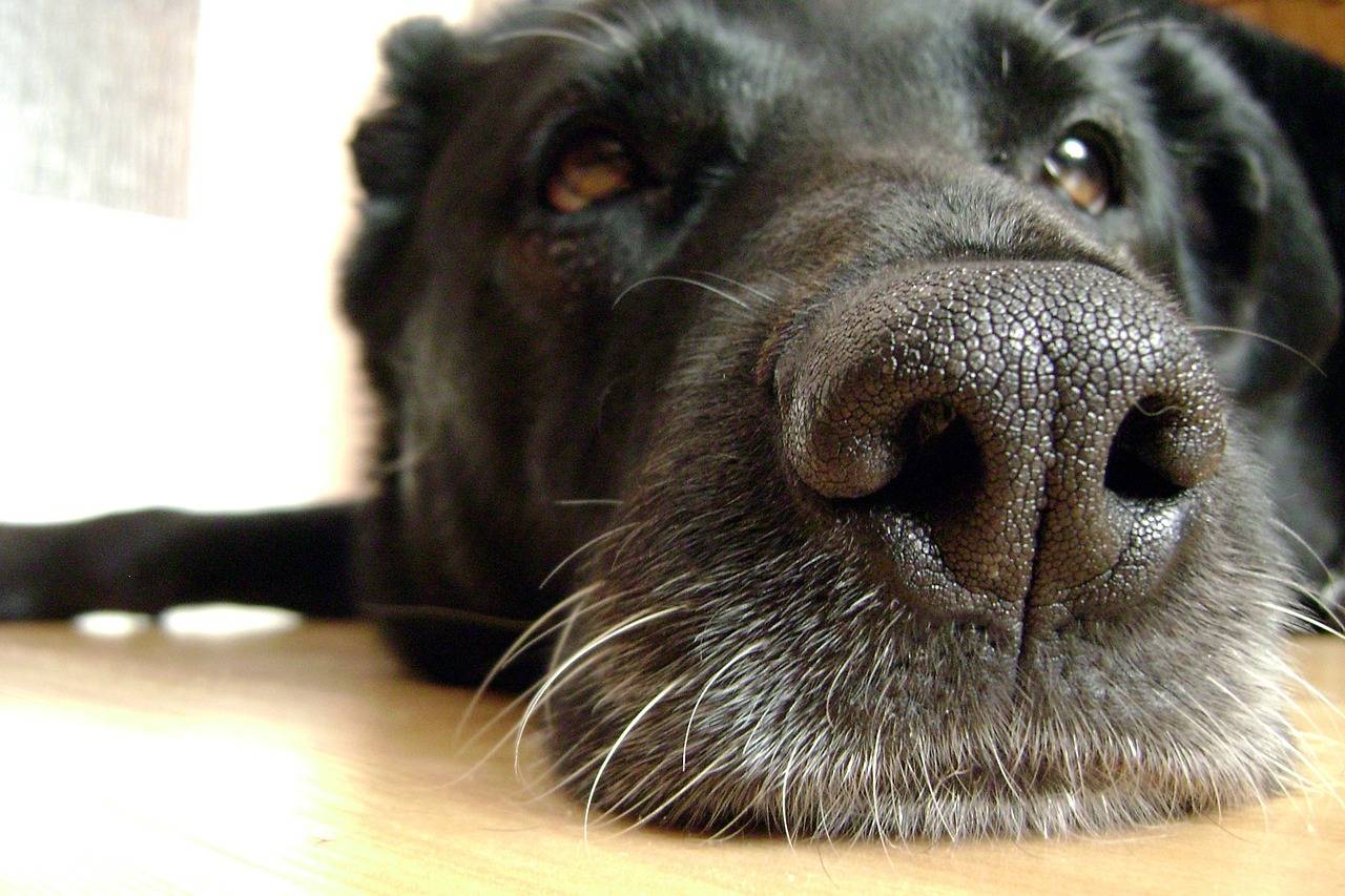 Сухой нос у собаки – повод для беспокойства?