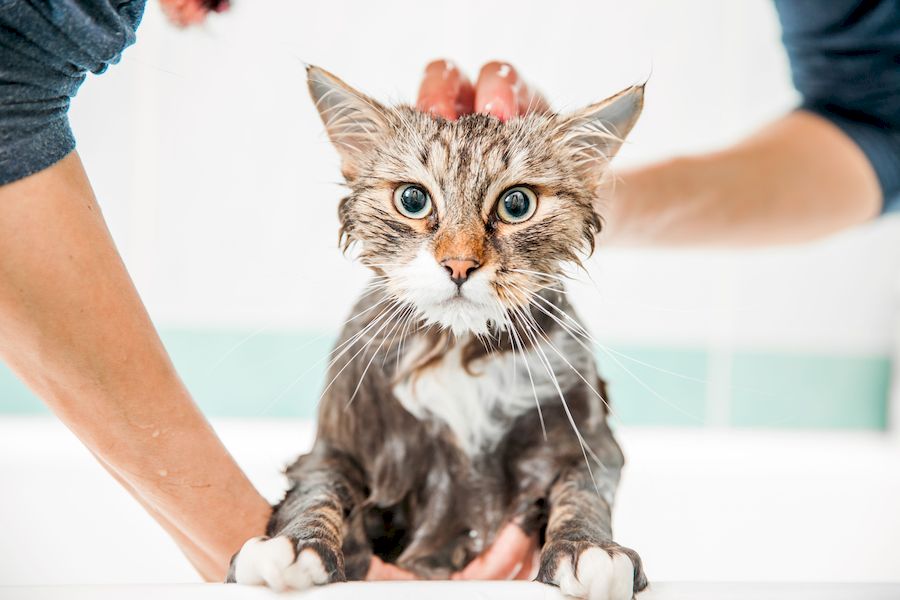 Когда начинать мыть котенка