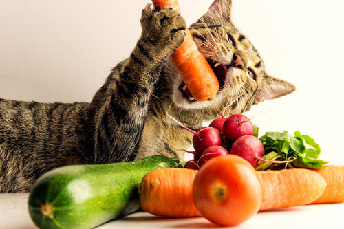 Что можно давать коту из домашней еды