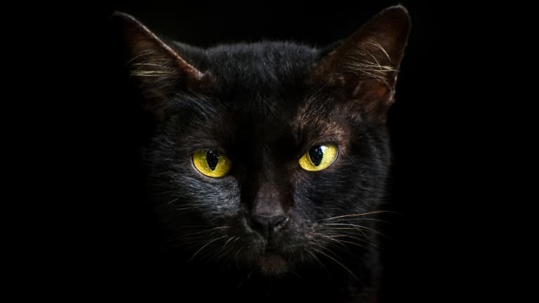 Как назвать черную кошку