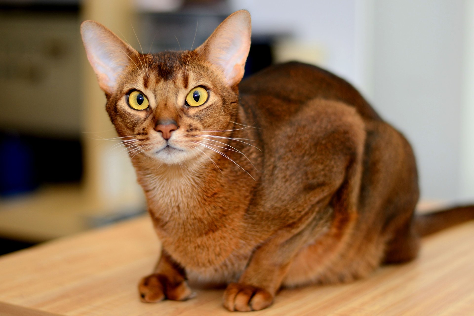 Абиссинская кошка - описание, характер и содержание породы