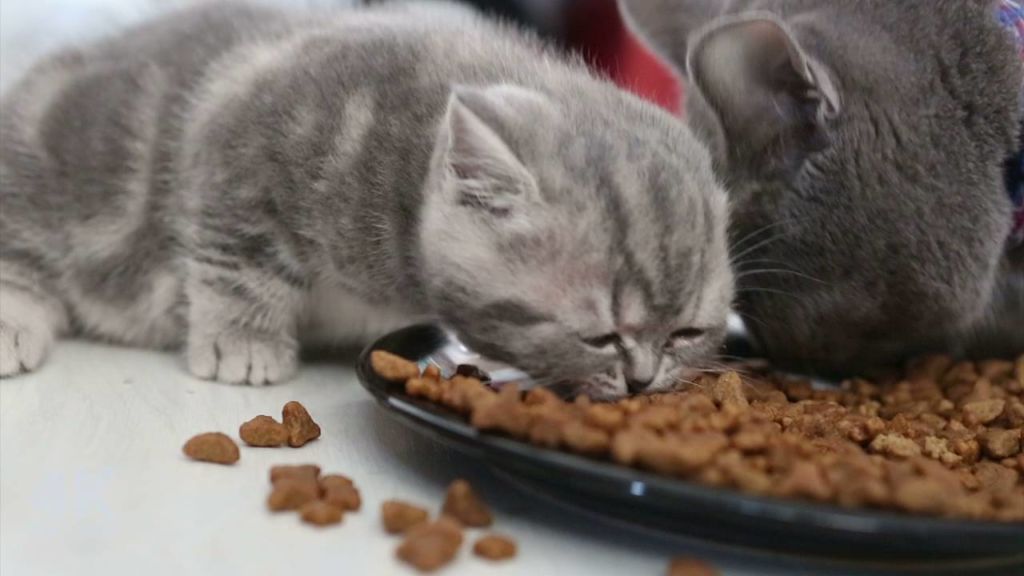 Как правильно кормить котёнка